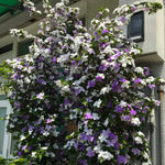 3 Yesterday Today Tomorrow Live Plants, 4 to 7 Inc Long, Brunfelsia Plants for Growing Indoor or Outdoor Gardening