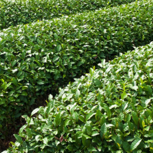 2 Camellia Sinensis Plants Tree, 4 to 7 Inches in Height, Tea Live Plant, Tea Tree Plant for Gardening Indoor