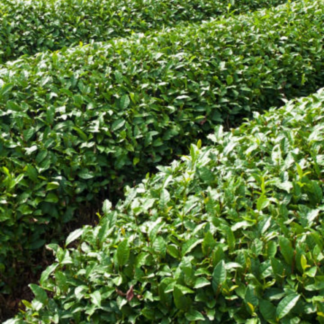 2 Tea Plants Live, Camellia Sinensis Plant Trees Live Plant, 5 to 8 Inches Tall, Camellia Sinensis Live Plant for Gardening