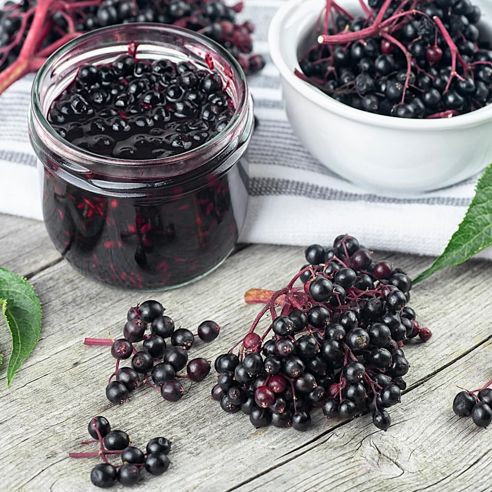 Set 10 Elderberry Cuttings for Planting, Elderberry Plant Live, 6-8 Inches Long, Sweet Berries Fruit Tree for Outdoor Garden