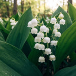 10 Lily of The Valley Bulbs, White Fragrant Lily Flower Roots, Perennial Lilies of The Valley Flowering Plants