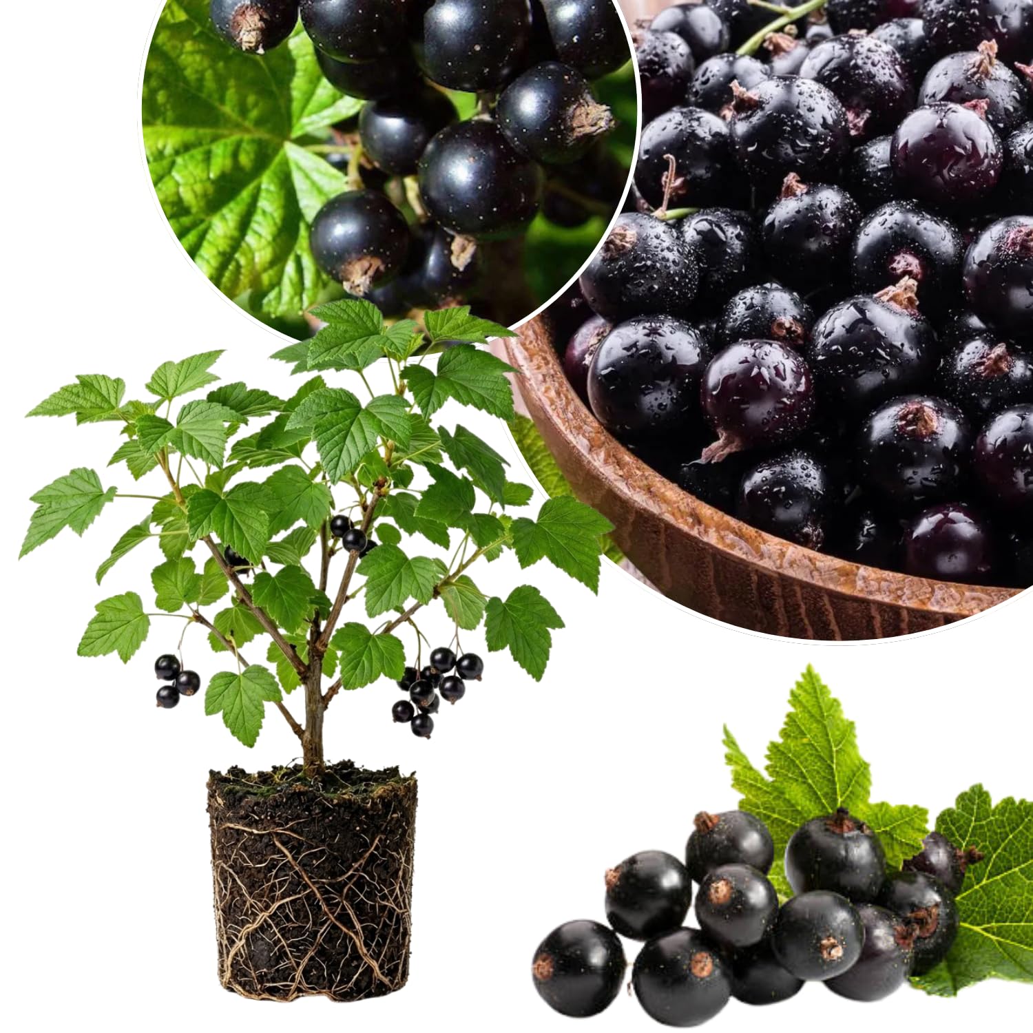 Black Currant Plant Live, Sweet Currant Berry Fruit Starter Plant, 6-12 Inches Tall, Edible Fruit Shrub for Outdoor Garden