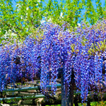 Wisteria Tree Live Plant Vines, Purple Blue Wisteria Fragrant Flowers 6-12 Inc in Tall, 1 Year Old Seedling, Outdoor Growing