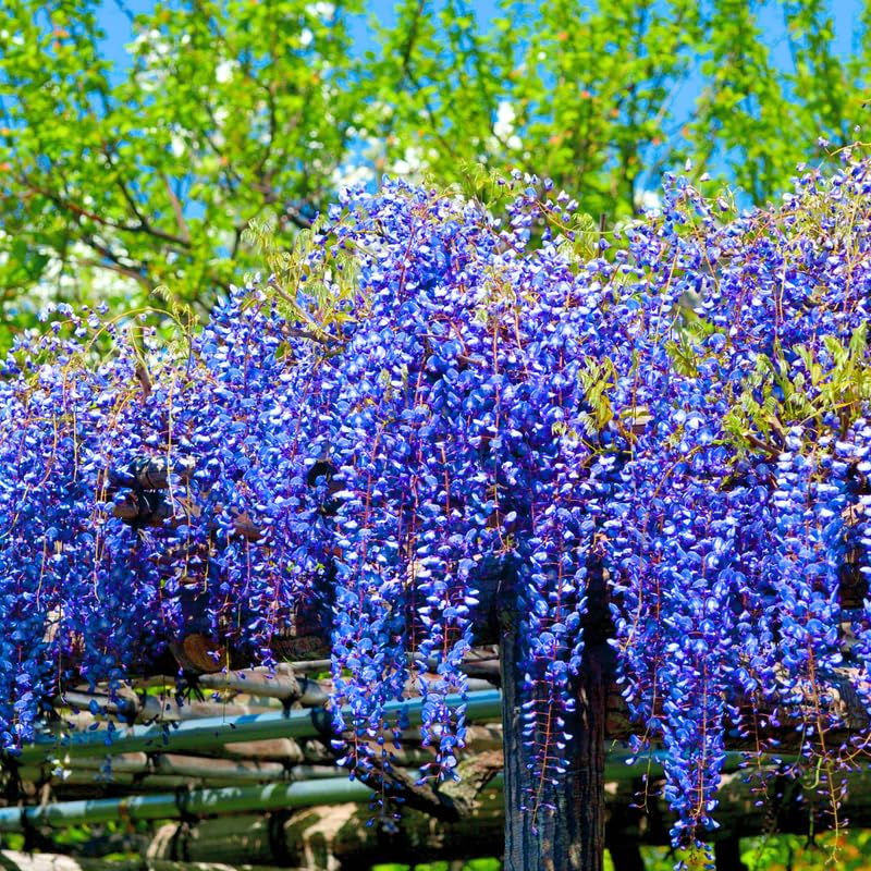 Wisteria Tree Live Plant Vines, Purple Blue Wisteria Fragrant Flowers 6-12 Inc in Tall, 1 Year Old Seedling, Outdoor Growing