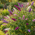 2 Assorted Butterfly Bush Plants Live, Vibrant Buddleia Plants 4-7 Inches, Colorful Flowering Shrub for Outdoor Garden