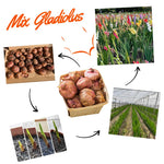 20 Mix Gladiolus Bulbs for Planting, Hardy Gladiolus Bulbs for Spring Planting, Large Bulb