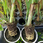 Pack 8 Lemon Grass Live Plants, Lemongrass Plants for Outside, Rooted Lemongrass Stalks, Well-Rooted, No Pot