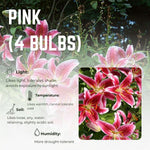 4 Pink Lily Bulbs, 4-6 Inch, Pink Lilies Bulbs, Flowering Bulb for Outdoor Garden Beds and Containers