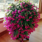02 Pink Christmas Cactus Plant Live for Indoor, Houseplant Planting, 4-8" Clumps, Well-Rooted Holiday Cactus, Winter Bloom and Hardy, No Pot