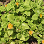 Yellow Ice Plant Live, Perennial Ice Plant Ground Cover for Planting 4 Inch Pot