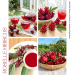 Roselle Hibiscus Plant, Red Sorrel Jamaica Live Plant, Half Gallon Pot, 8-12 Inches Tall, Hibiscus Sabdariffa Plants for Indoor Outdoor Growing