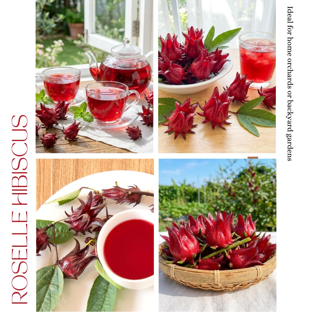 Roselle Hibiscus Plant, Red Sorrel Jamaica Live Plant, Half Gallon Pot, 8-12 Inches Tall, Hibiscus Sabdariffa Plants for Indoor Outdoor Growing