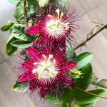 Pack 2 Passion Flower Plants Live, Passiflora Vine Well-Rooted, 5-7 Inch Tall Climbing Vine for Garden Trellises and Fences, No Pot (Burgundy Passion Flower)