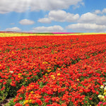 Pack of 30 Ranunculus Bulbs for Spring Planting, Ranunculus Bulbs for Planting, Spring Blooms Vibrant Perennial Bulbs for Garden Borders (Red Ranunculus)