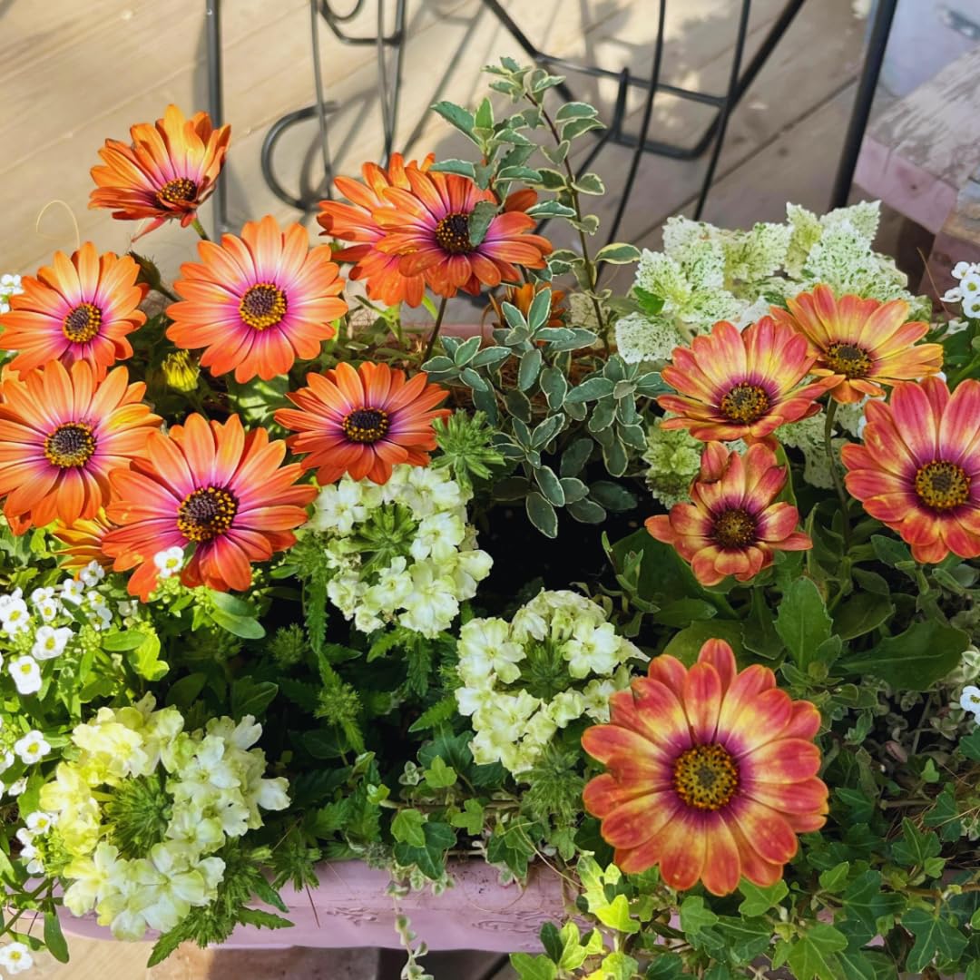 Osteospermum Flower Plants Live, Orange Daisy Plant 4 Inc Potted, 4 Small Plant, Osteospermum Plants Live Pot, Perennial Flower Garden