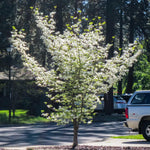 Dormant Dogwood Tree Live Plant, 9 Months Old 6-12 Inch Tall in Quart Pot, Dogwood Tree Potted, Perennial, Well Rooted Plants, Cold Hardy (White Flowering)