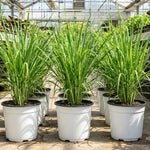 Potted of 2 Lemon Grass Live Plants, Indoor Outdoor Herb Lemongrass Plants Rooted, Lemongrass Stalks Zones 9-11