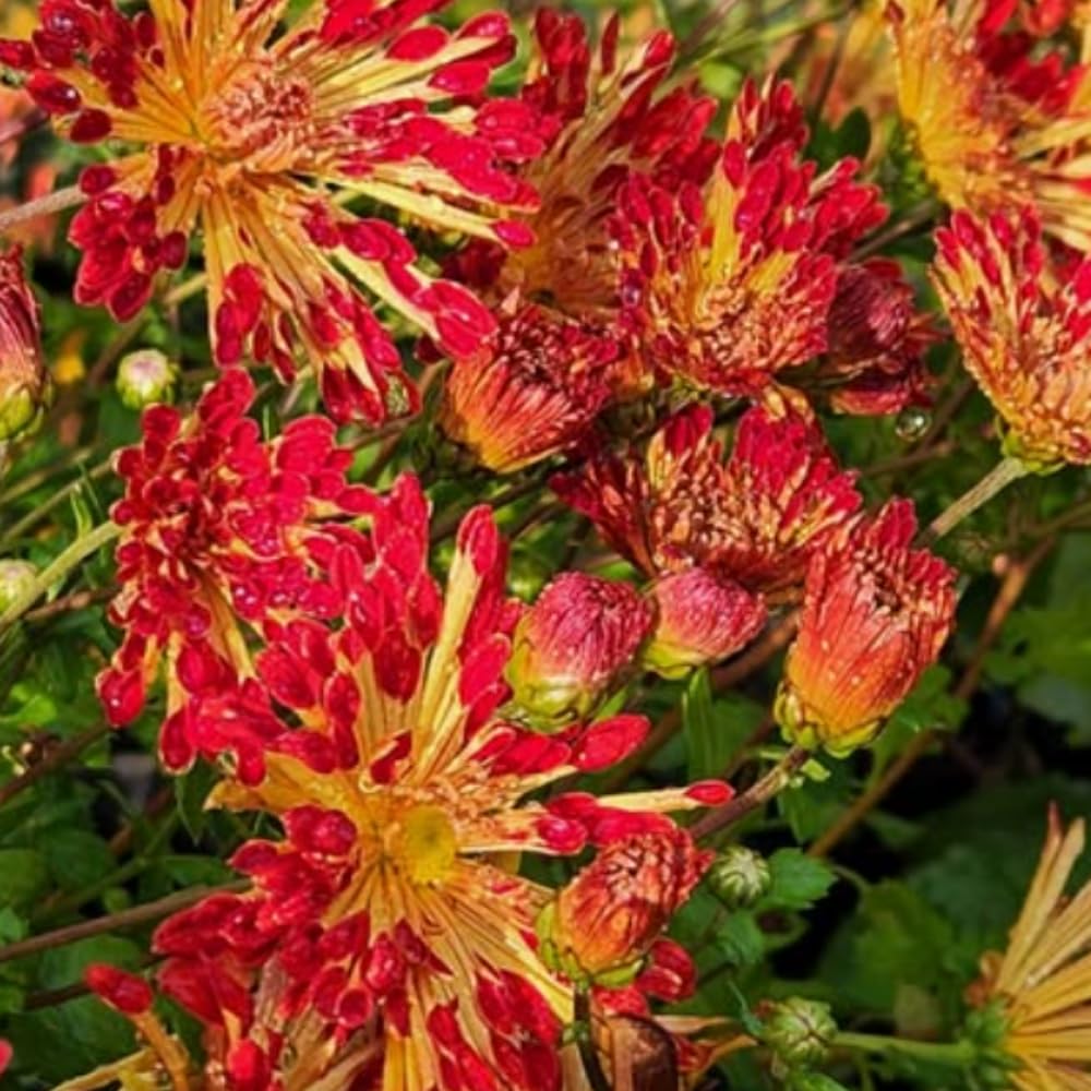2 Mums Plants Live, Chrysanthemum Plants Live, 5 to 8Inc Tall, No Potted, Mum Live Plant Yellow Red Chrysanthemum Flower Live Plant Garden