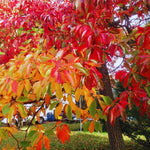 Sassafras Tree Live Plant 2-3 Feet Tall, Rare Sassafras Plant Well-Rooted in Pot, Very Cold Hardy, Zones 4 to 9