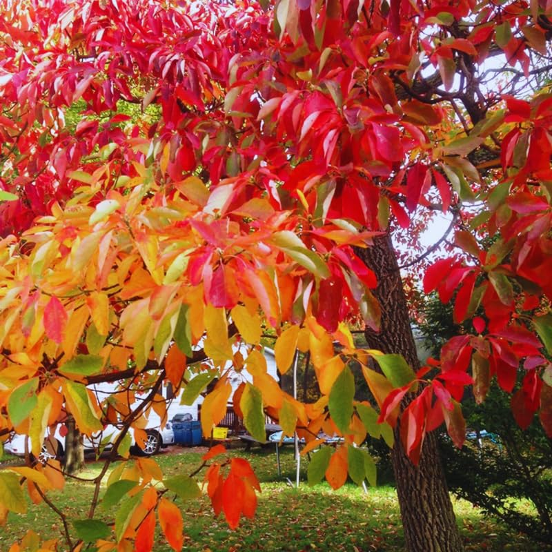 Sassafras Tree Live Plant 2-3 Feet Tall, Rare Sassafras Plant Well-Rooted in Pot, Very Cold Hardy, Zones 4 to 9