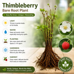 Thimbleberry Raspberry Plant, Sweet Raspberry Bush Live Plant, 6-12'' Heights, Raspberries Fruit Well Rooted for Outdoor Planting