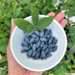 Blue Haskap Honeyberry Plant, Cold Hardy Berry Bush, Edible Fruit 6-8'' Tall, Haskap Fruit Plants for Garden