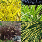 2 Grass Ornamental Grasses Seedlings, Live Grass Perennial Hardy Ornamental Plants, Outdoor Planting, 5-9" Tall (Mixed)