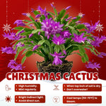 2 Purple Christmas Cactus Live Plants, Easy Care Houseplant, 4-7'' Tall