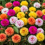 4 Portulaca Moss Rose Plants Live, 4 to 6 Inc Tall, Mix Portulaca Ground Cover Plant, Perennial Flower Plant Gardening Outside Inside