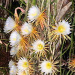 Night Blooming Epiphyllum Plant Live, Orchid Cactus Epiphyllum Oxypetalum Succulent Live Plant, 4-6” Tall in 4” Pot for Home or Patio