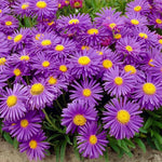 Set 2 Hardy Aster Plants Live, Perennial Aster Flowers for Planting Outdoor, Container, Garden 4-8 Inches - Purple Blooms
