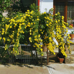 6 Yellow Rose Bush Cuttings Plant Live, Rose Climbing Vine Live Plant, 5 to 8'' Tall Cuttings