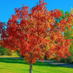 Fragrant Sassafras Tree Live Plant, 8-15" Tall Seedling in Pot, Colorful Autumn Foliage, Sassafras Plant for Landscaping