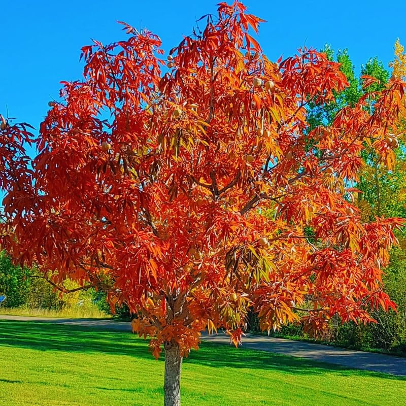 Fragrant Sassafras Tree Live Plant, 8-15" Tall Seedling in Pot, Colorful Autumn Foliage, Sassafras Plant for Landscaping