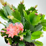 Christmas Cactus Plants Live, Thanksgiving Cactus Easter Cactus Like, 4-8 Inc Tall, Cold Hardy, Holiday Cactus for Indoor Outdoor Planting, Starter Size (Salmon)