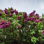 Purple Lilac Tree Live Plant 2.5'' Pot, Fragrant Lilac Plant Perennial Bushes, Outdoor Garden Planting