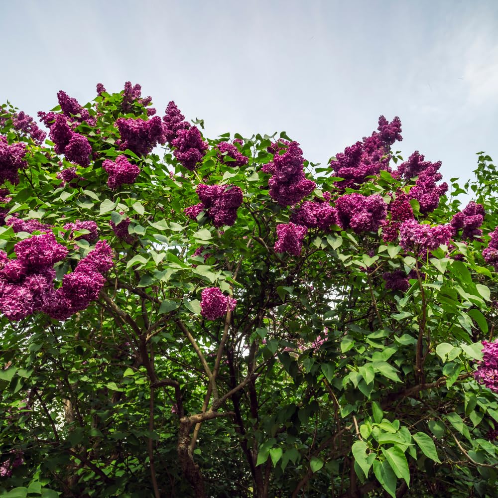 Purple Lilac Tree Live Plant 2.5'' Pot, Fragrant Lilac Plant Perennial Bushes, Outdoor Garden Planting