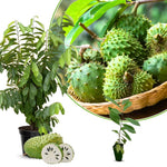 Annona Muricata Soursop Plant Live for Planting, Sweet Soursop Tree Live Plant 5 to 9 Inches Tall, Soursop Guanabana Seedling Ready to Grow, No Pot