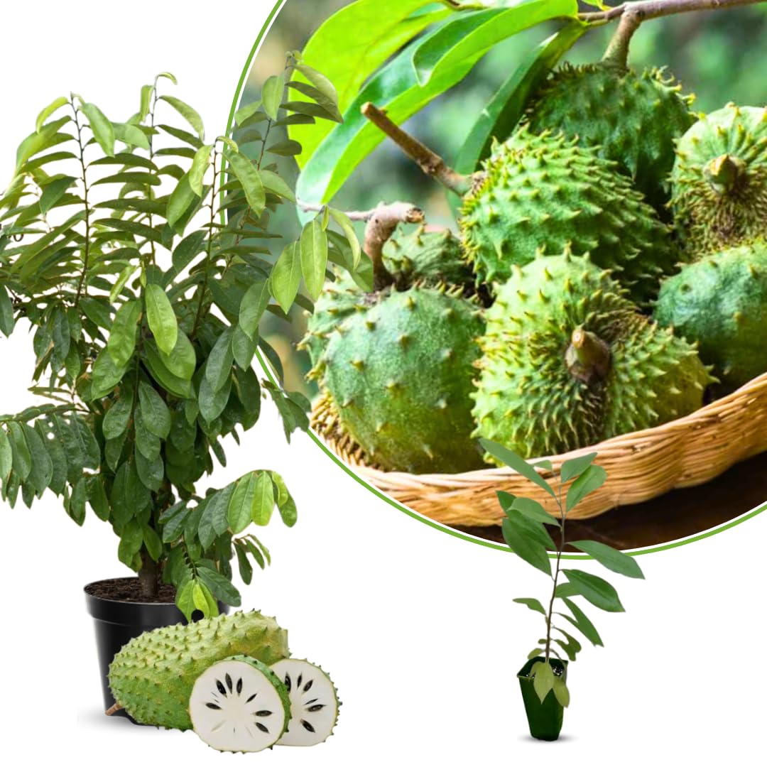 Annona Muricata Soursop Plant Live for Planting, Sweet Soursop Tree Live Plant 5 to 9 Inches Tall, Soursop Guanabana Seedling Ready to Grow, No Pot