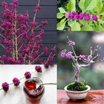 Beautyberry Plant Live, Purple Beautyberries Srhub Bush 4-8'' Tall, Indoor Outdoor Growing