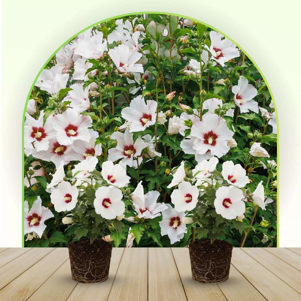 Live Rose of Sharon Plant 6-13" Tall, Althea Hibiscus Bush Well Rooted, Hardy Fragrant Hibiscus Syriacus Flowering Plant - White Blooms