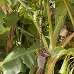 Namwah Banana Plants Live for Planting, Banana Trees Live Plants from 4 to 6 Inc Tall, 1 Plant