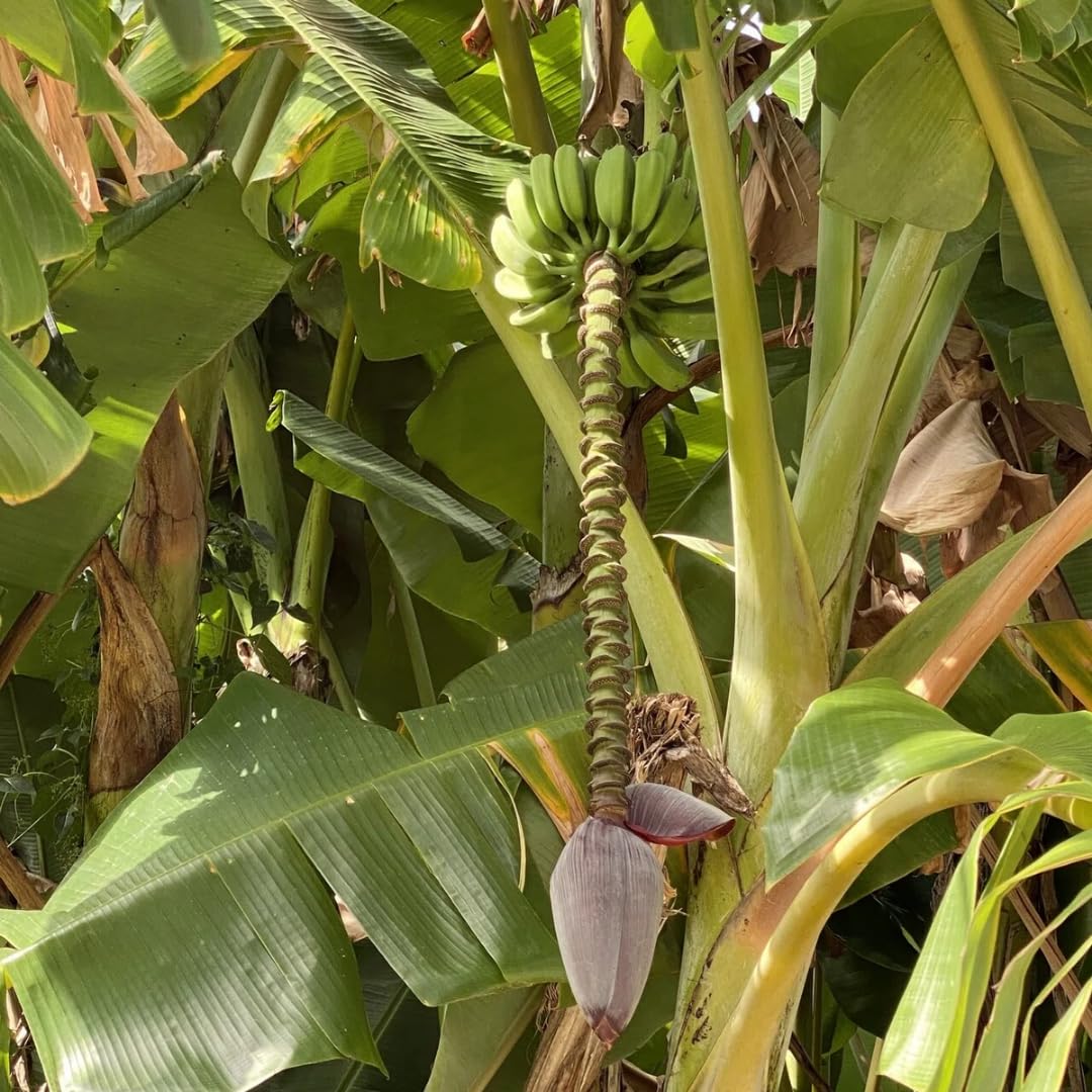Namwah Banana Plants Live for Planting, Banana Trees Live Plants from 4 to 6 Inc Tall, 1 Plant