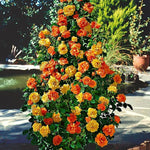 Gold Orange Rose Climbing Live Starter Plant, Fragrant Climbing Rose for Planting Outdoor, No Pot, 5-9" in Tall