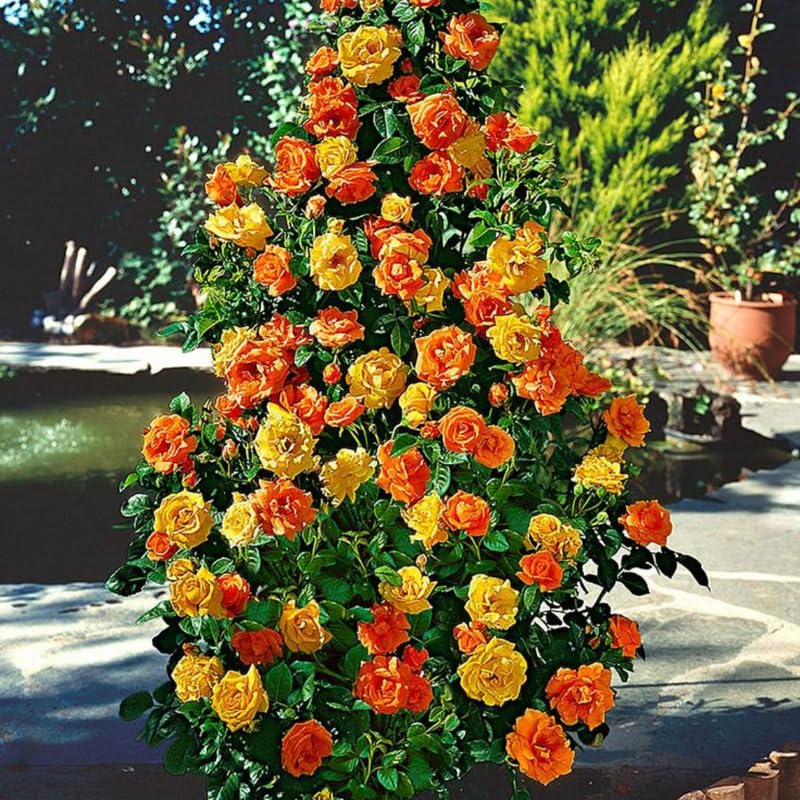 Gold Orange Rose Climbing Live Starter Plant, Fragrant Climbing Rose for Planting Outdoor, No Pot, 5-9" in Tall
