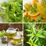 Lemon Verbena Plant Live, Lemon Verbena Plant, 2-5 Inc Tall, Green Foliage Herbs for Patio Containers and Outdoor Gardens