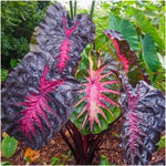 Combo 3 Black Red Colocasia Live Plants, Elephant Ear Esculenta Taro, 5 to 8" in Tall, Alocasia Live Plant for Planting, Live Houseplant Colocasia Plant