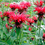 Red Bee Balm Plant, 2-5" Tall Starter, Rooted in Soil, No Pot, Monarda Flowering Herb Plant for Garden