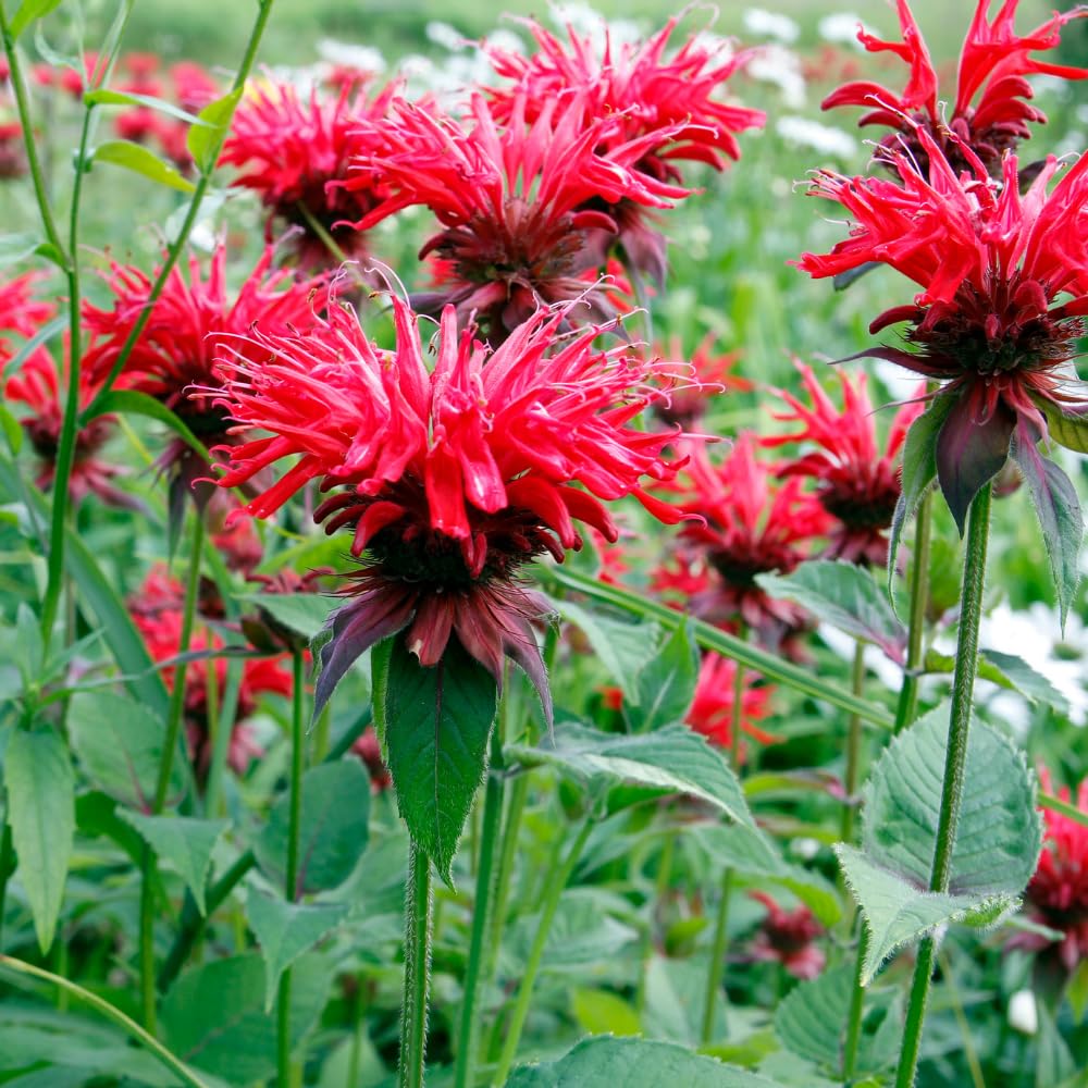 Red Bee Balm Plant, 2-5" Tall Starter, Rooted in Soil, No Pot, Monarda Flowering Herb Plant for Garden