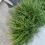 Pack 2 Dwarf Mondo Grass Plant Live, Grass Seedlings from 4 to 6 Inches Height, Ornamental Grass Shrub for Landscaping, Ready for Planting